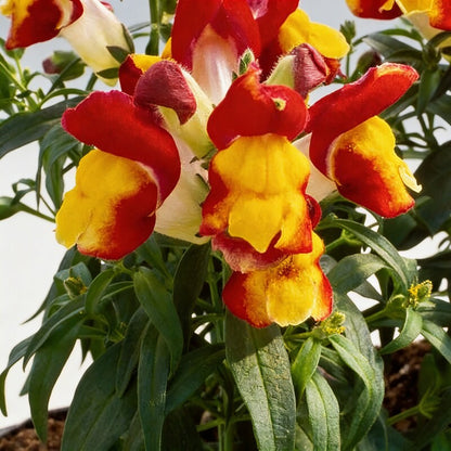 Bi Color Red Yellow Snapdragon Seeds - Snapdragon Flower Seeds for Garden