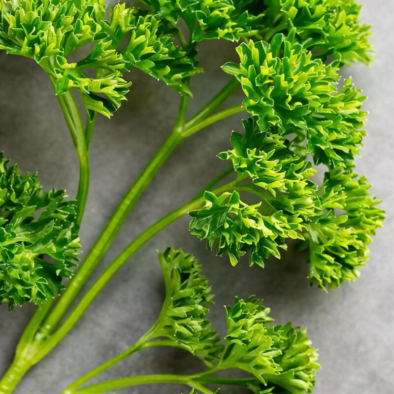 frisee-parsley-seeds-for-planting-premium-non-gmo-organic-culinary-herb