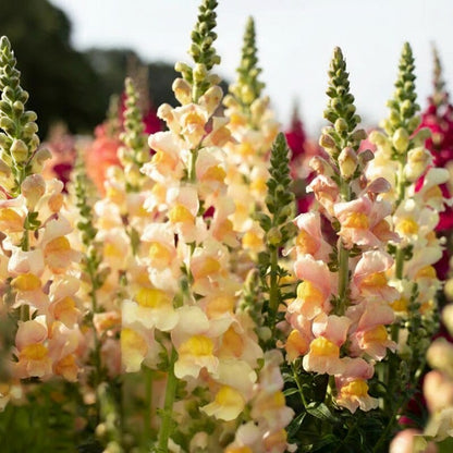 Apricot Snapdragon Flower Seeds - Apricot Snapdragon Flower Seeds for Garden