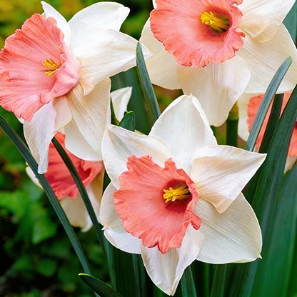 Narcissus Flower Seeds White and Pink Varieties for Garden Planting