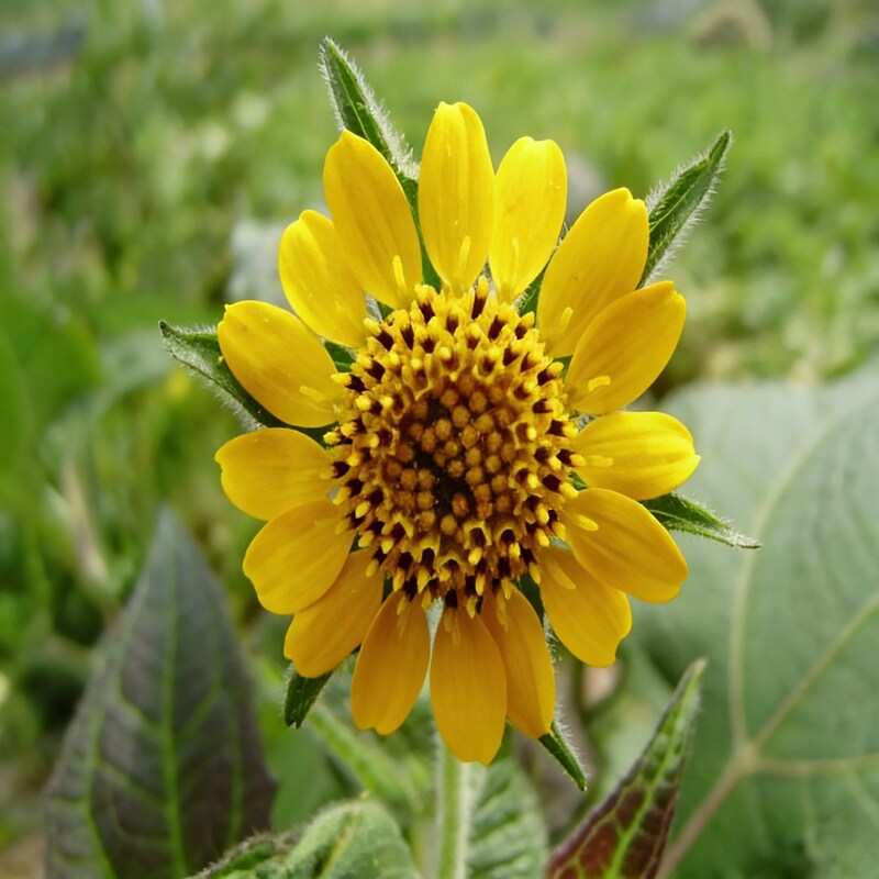 yacon-flower-seeds-yacon-flower-seeds-for-garden