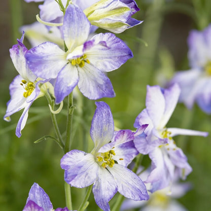 Larkspur Fancy Purple Picotee Seeds - Larkspur Flower Seeds for Garden