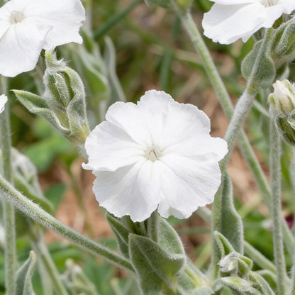 Lychnis Coronaria Alba Flower Seeds for Garden Planting