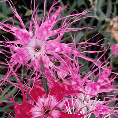 Dianthus Dancing Geisha Seeds for Garden Planting