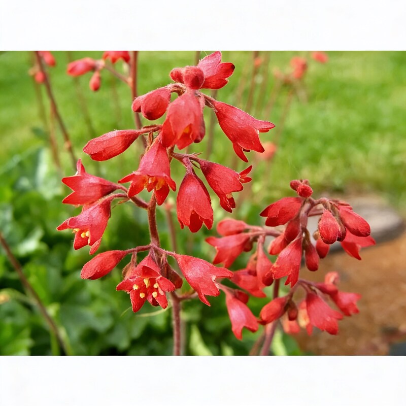 Coral Bells Plant Seeds - Heuchera Flower Seeds for Garden