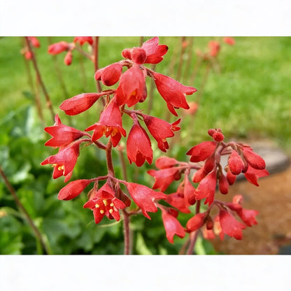Coral Bells Plant Seeds - Heuchera Flower Seeds for Garden