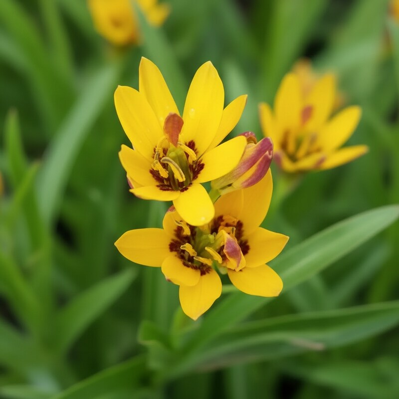 Baeometra Uniflora Seeds for Garden Planting