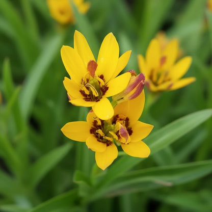 Baeometra Uniflora Seeds for Garden Planting