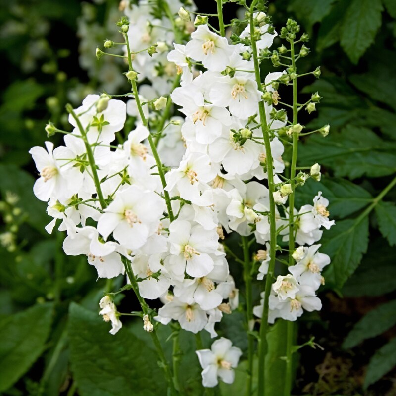 white-verbascum-bride-flower-seeds