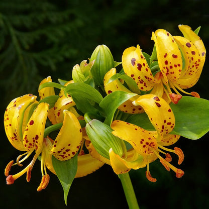 Lilium Hansonii Seeds - Perennial Lily Flower Seeds for Garden