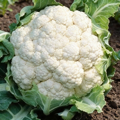 cauliflower-candid-charm-f1-seeds-cauliflower-seeds-for-home-garden