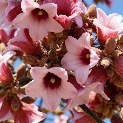 Kurrajong Wildflower Seeds for Planting - Native Australian Mix