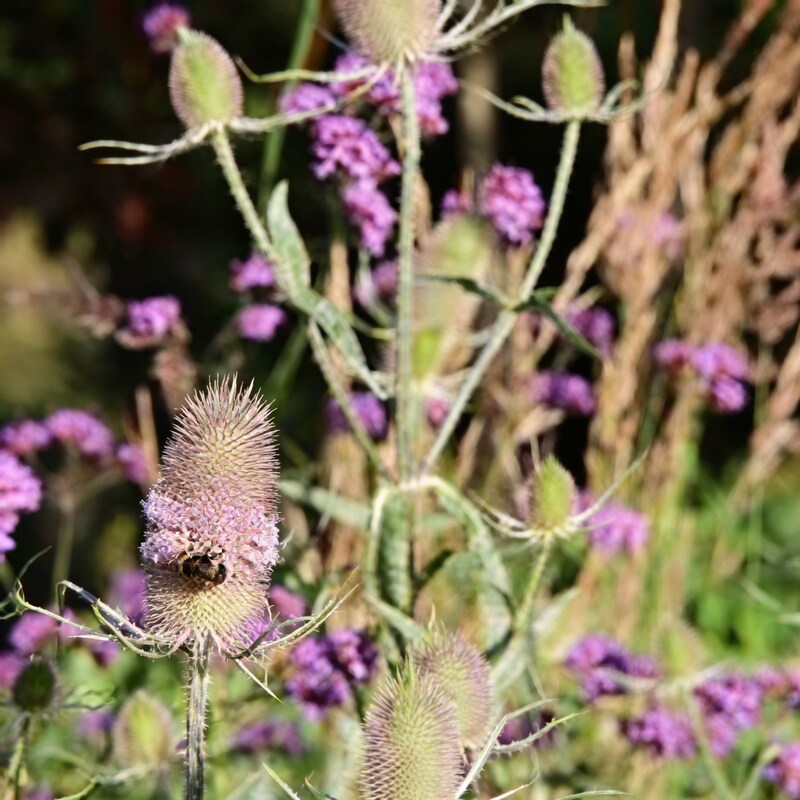 Dipsacus Fullonum Teasel Perennial Flower Seeds for Garden Planting