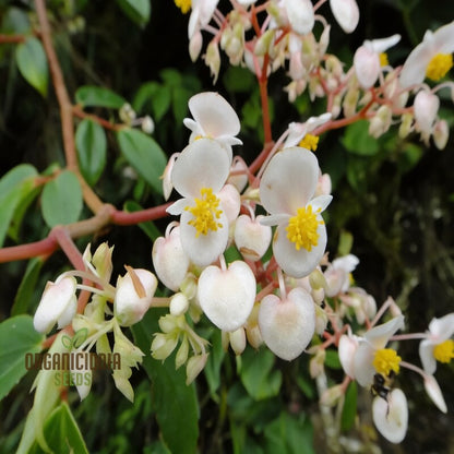 Begonia Aequatorialis Seeds for Garden Planting