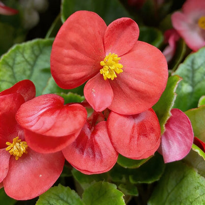 Red Begonia Flower Seeds for Garden Planting