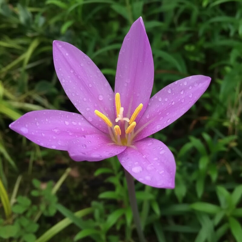 Colchicum Autumnale Lilac Wonder Flower Seeds - Autumn Flower Seeds for Garden