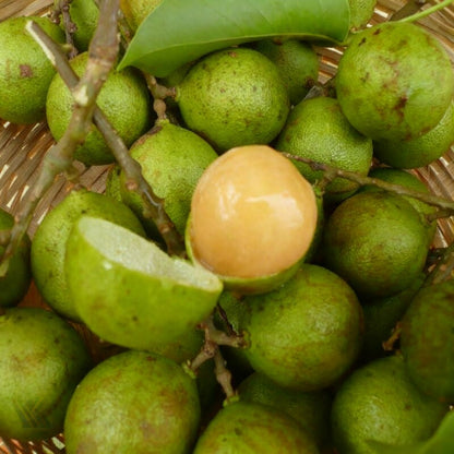 Lemon Sweet Spanish Lime Seeds for Planting