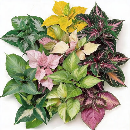 Hosta Mix Seeds for Planting - Green and Variegated