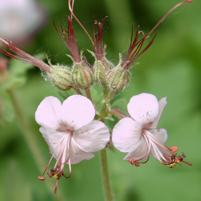 geranium-macrorrhizum-seeds-vibrant-perennial-ground-cover-flower