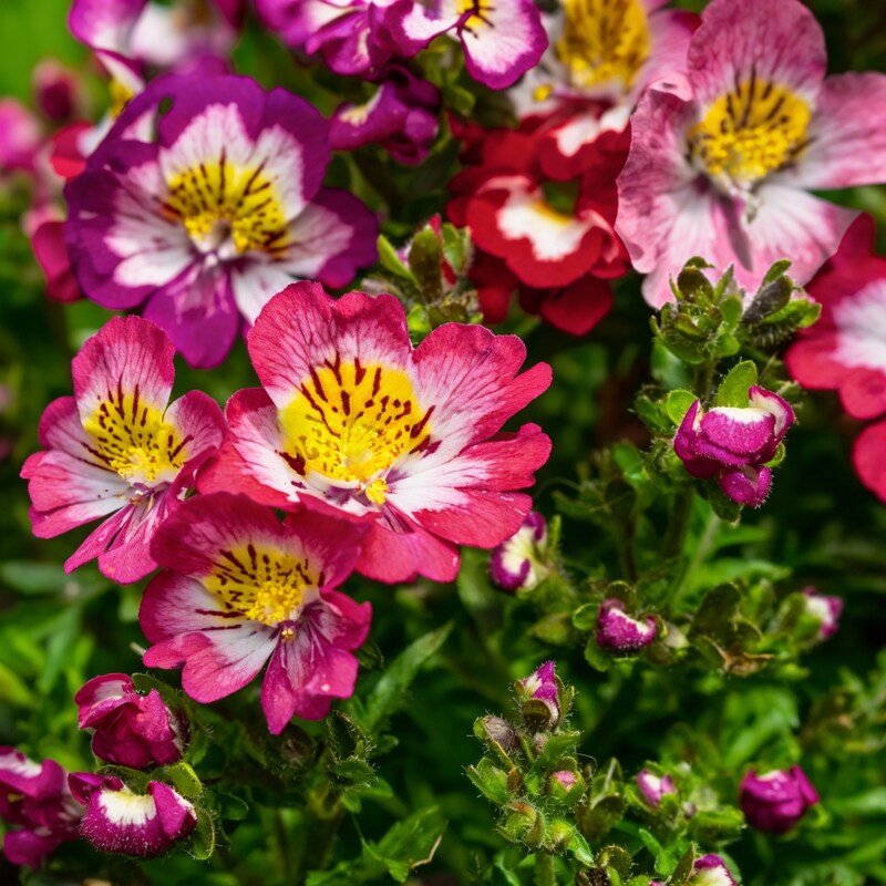 Schizanthus Dr Badgers Seeds - Schizanthus Flower Seeds for Garden