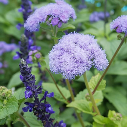 Blue Mistflower Seeds for Garden Planting