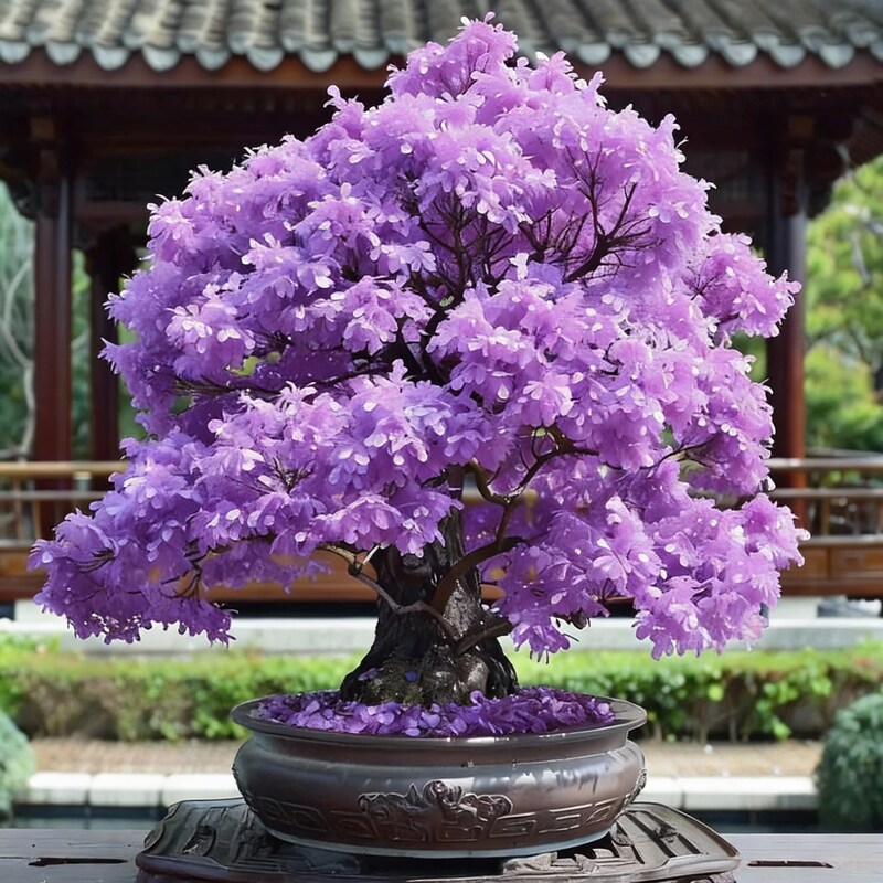 purple-maple-bonsai-tree-seeds-exotic-ornamental-perennial-plant