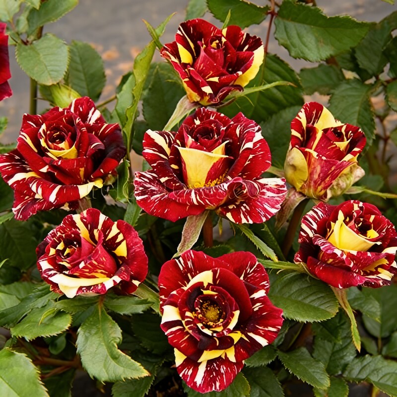 red-and-yellow-rose-flower-seeds-for-garden-planting