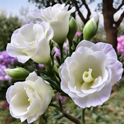 Eustoma Grandiflorum Seeds - Lisianthus Flower Seeds for Garden