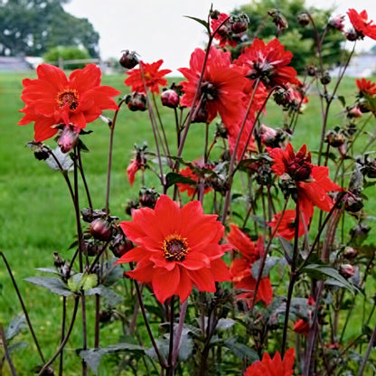 Dahlia Bishops Children Seeds - Dahlia Flower Seeds for Garden
