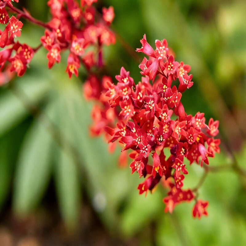 Coral Bells Plant Seeds - Heuchera Flower Seeds for Garden