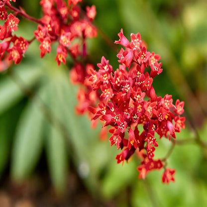 Coral Bells Plant Seeds - Heuchera Flower Seeds for Garden