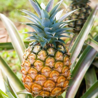 MD2 Golden Pineapple Seeds for Planting