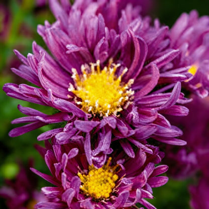 Pink Aster Flower Seeds for Garden Planting