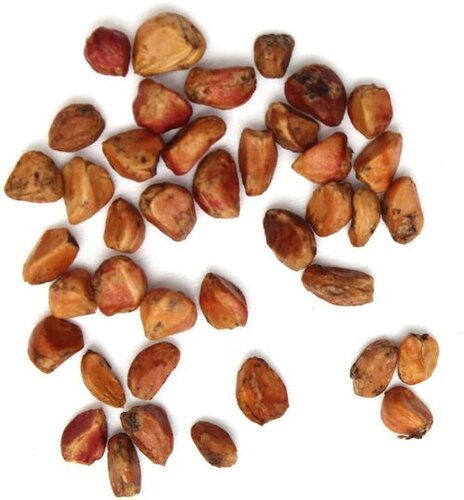 Gulab Rose Lotus Orange Flower Seeds for Planting