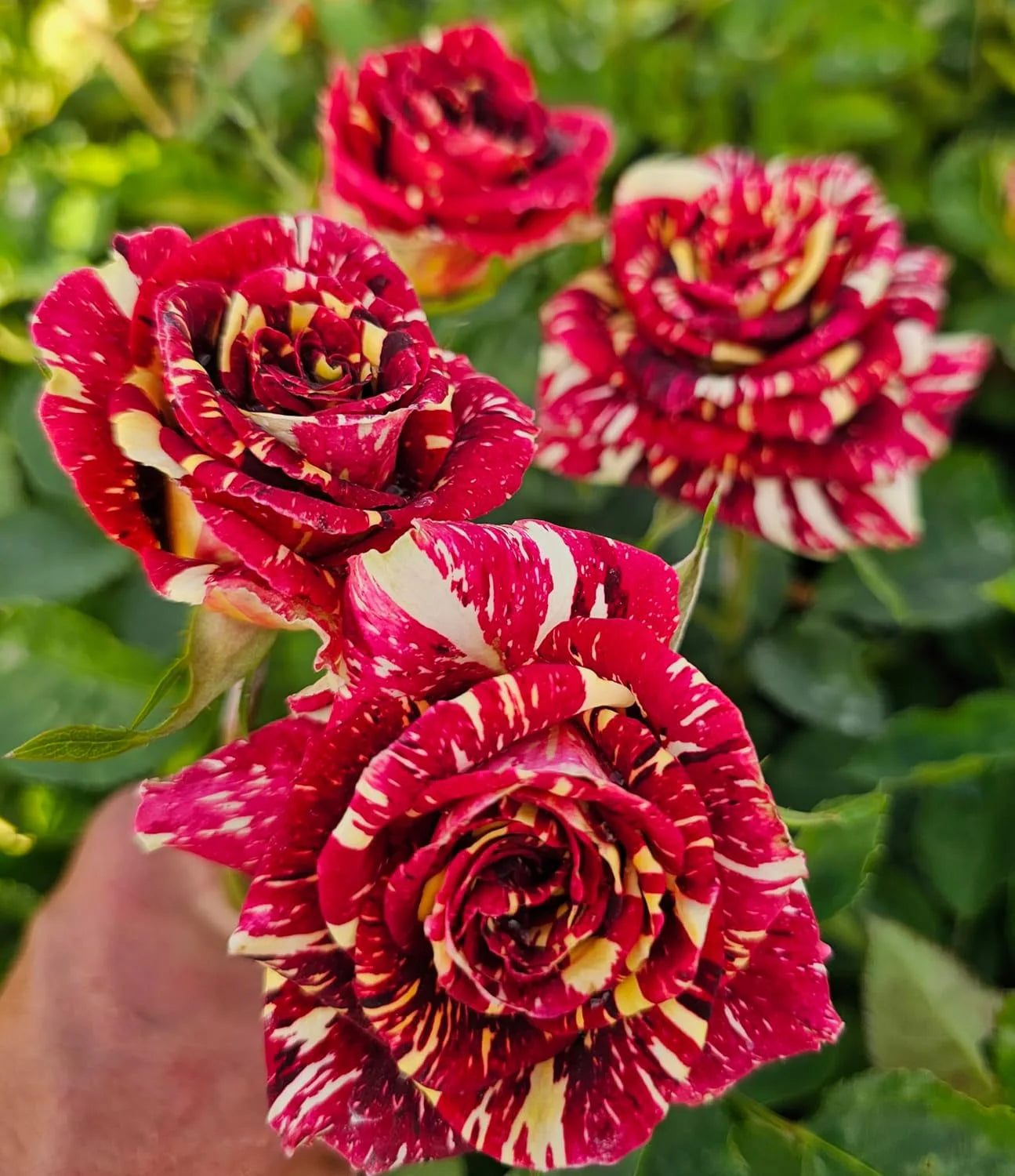 Ma Cherie Roses Seeds - Rose Flower Seeds for Garden