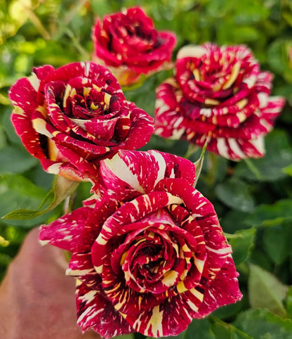 Ma Cherie Roses Seeds - Rose Flower Seeds for Garden
