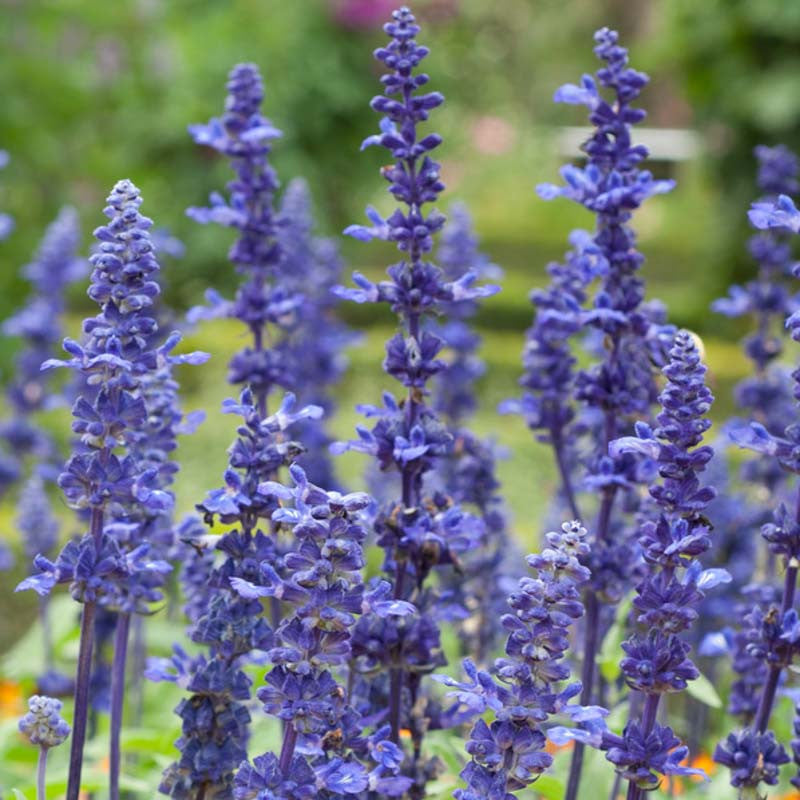 Salvia Farinacea Victoria Seeds - Salvia Flower Seeds for Garden