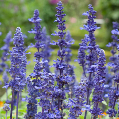 Salvia Farinacea Victoria Seeds - Salvia Flower Seeds for Garden
