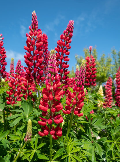 Lupinus Russellii My Castle Flower Seeds - Lupin Flower Seeds for Garden