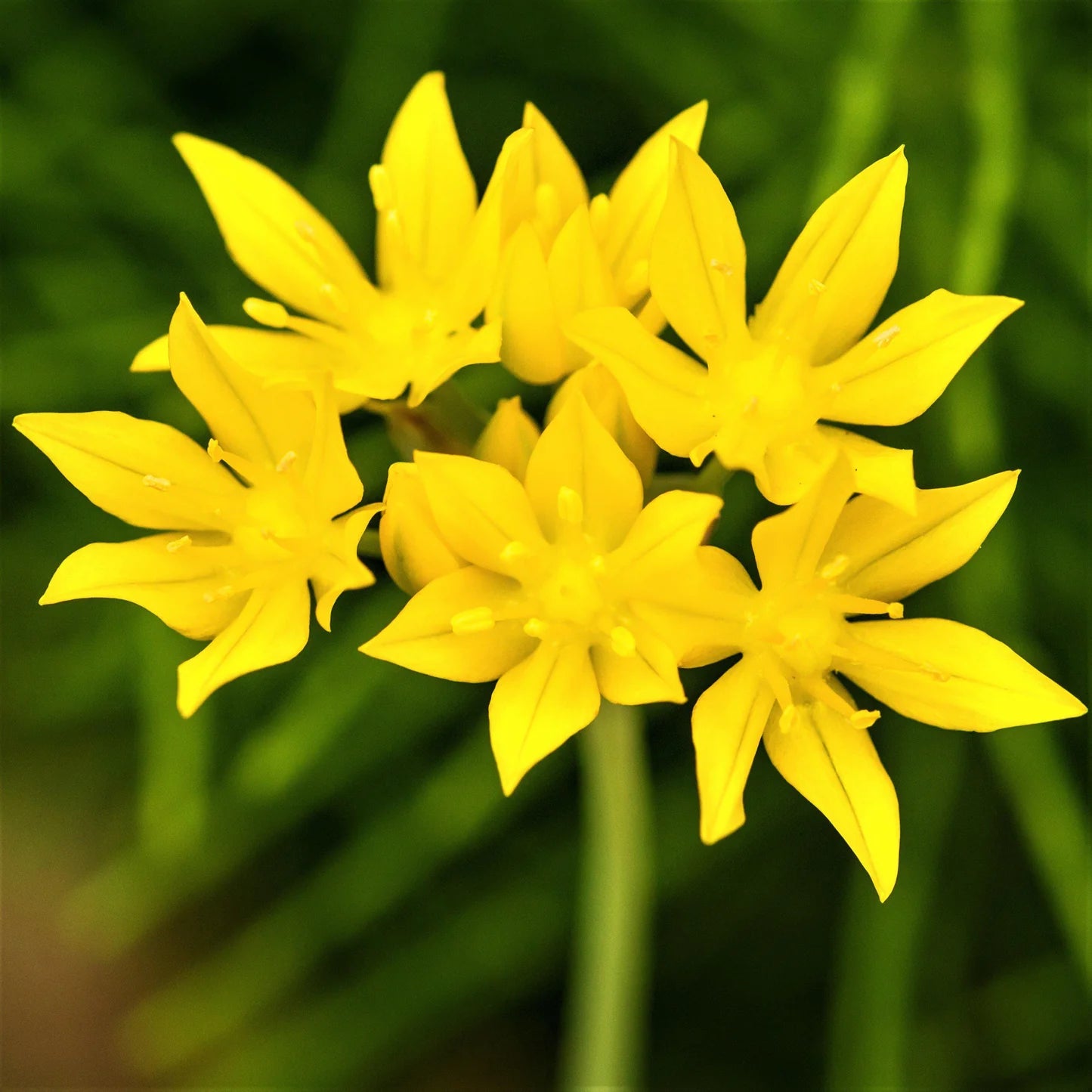 Allium Moly Flower Seeds for Garden Planting