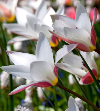 Tulipa clusiana Lady Jane Flower Seeds for Planting