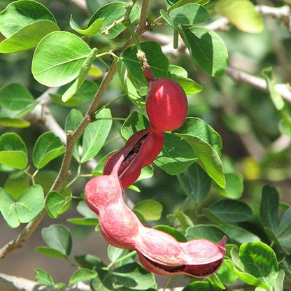 Manila Tamarind Tree Seeds – Sweet Jungle Jalebi Fruit Tree (100 Seeds)