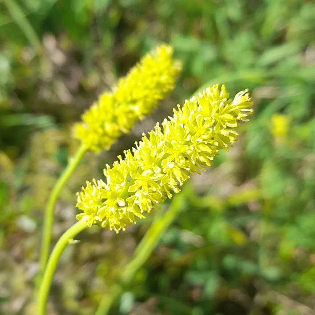 Tofieldia calyculata Flower Seeds – Alpine Perennial for Planting