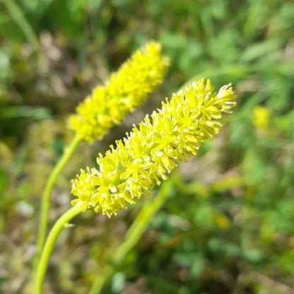 Tofieldia calyculata Flower Seeds – Alpine Perennial for Planting