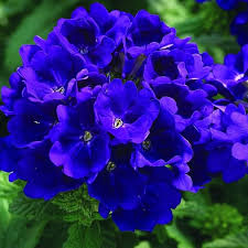 Verbena Blue Lagoon Seeds – Long Blooming Blue Garden Flowers
