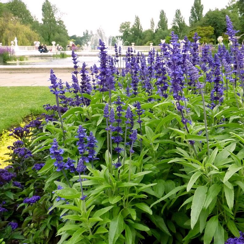 Salvia Farinacea Victoria Seeds - Salvia Flower Seeds for Garden