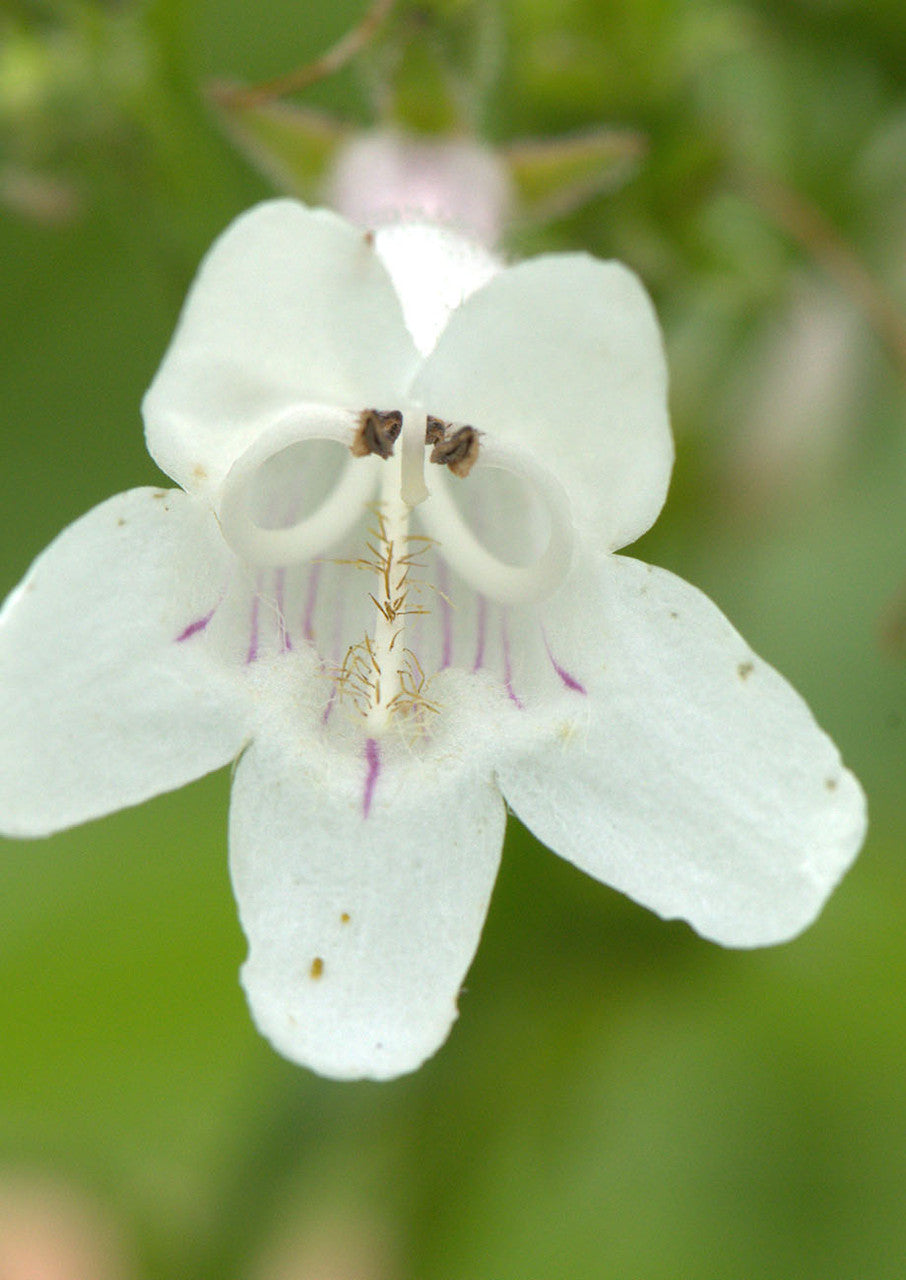 White Penstemon Flower Seeds