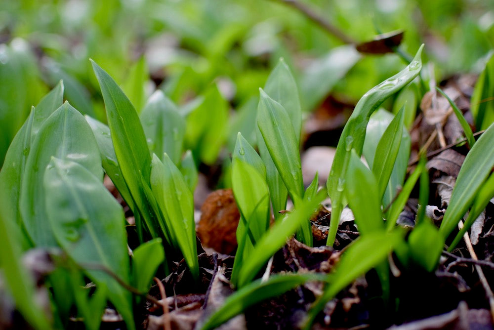 Allium Ursinum Flower Seeds for Garden Planting