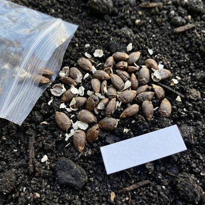 MD2 Golden Pineapple Seeds for Planting
