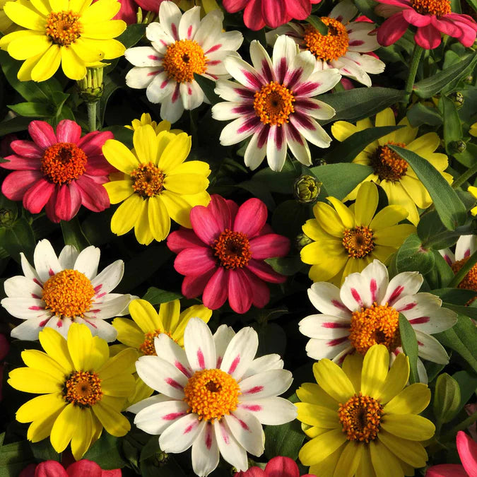 zinnia-raspberry-lemonade-seeds-vibrant-bi-color-garden-blooms